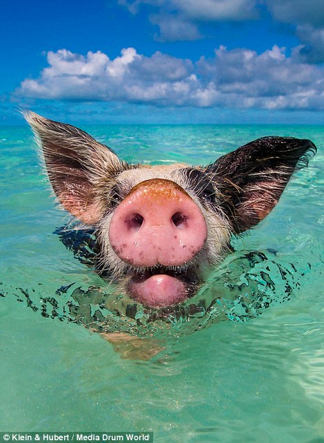 Thú vị hòn đảo khách du lịch thích đến để được… tắm với lợn 3