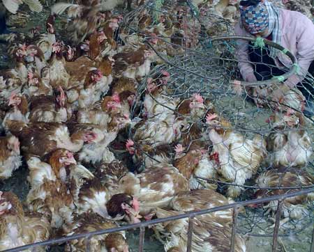 Hà Nội: Giá gà công nghiệp giảm 20% chỉ trong 1 tuần 1