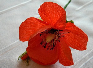 Tự làm bình hoa poppy giấy rực rỡ ấm áp 6