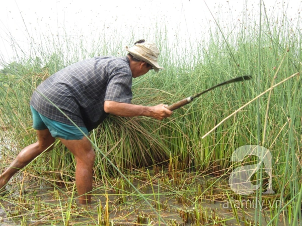 Tới thăm làng nghề đan cỏ bàng truyền thống ở Tiền Giang 2