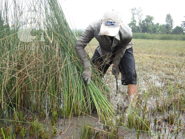 Tới thăm làng nghề đan cỏ bàng truyền thống ở Tiền Giang 3