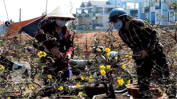 Người làng mai Thủ Đức mếu máo vì mai trễ hẹn với mùa xuân 6