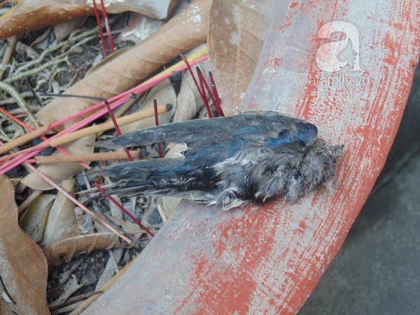 Rằm tháng Giêng- đừng để những chú chim phóng sinh chết luôn tại chùa 10