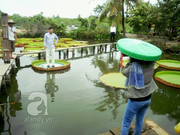 Đồng Tháp: Lá sen khổng lồ có thể “cõng” được người nặng 80kg 7