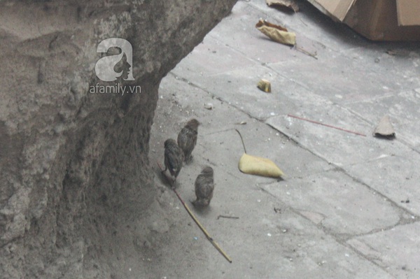 Rằm tháng Giêng- đừng để những chú chim phóng sinh chết luôn tại chùa 9