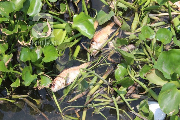TP.HCM: Cá chết hàng loạt, kênh Nhiêu Lộc bốc mùi hôi thối 3