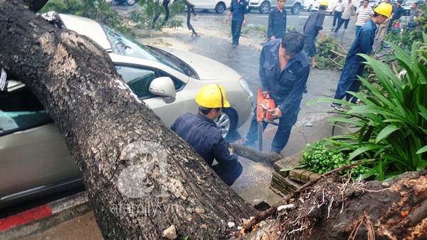 TP.HCM: Mưa lớn, cây xanh bật gốc, đổ đè lên 4 xe ô tô 2