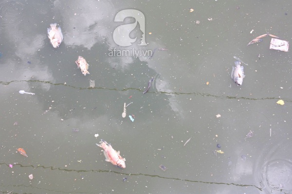 Quá ô nhiễm, cá chết hàng loạt dưới kênh Nhiêu Lộc 5
