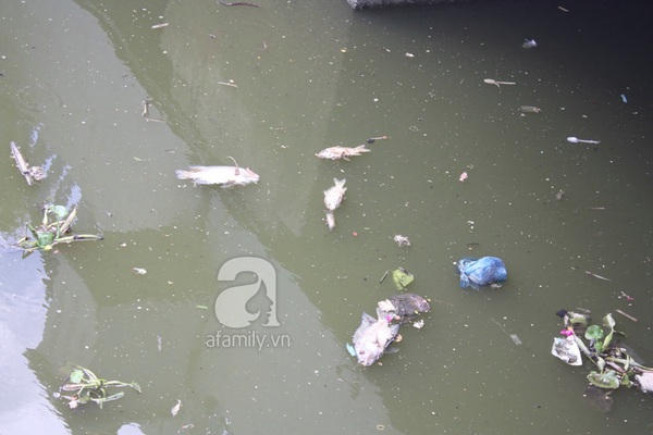 Quá ô nhiễm, cá chết hàng loạt dưới kênh Nhiêu Lộc 6