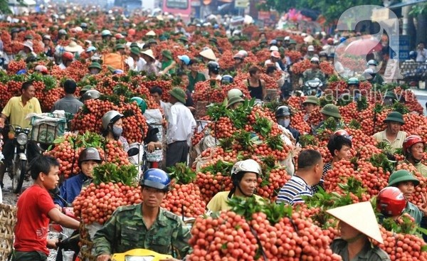 TP.HCM: Việc mua vải ủng hộ nông dân đang được “chuyên nghiệp hóa” 2