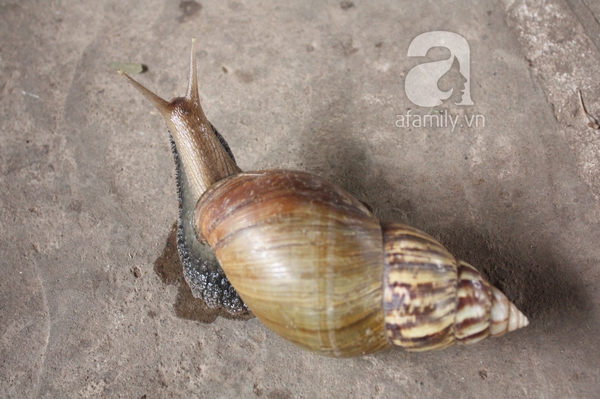 Vui tay bắt ốc s&ecirc;n để ăn: 1 người chết, 1 người sống thực vật 3