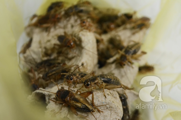 Chợ sâu bọ có một không hai ở Sài Gòn 2