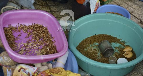 Chợ sâu bọ có một không hai ở Sài Gòn 3