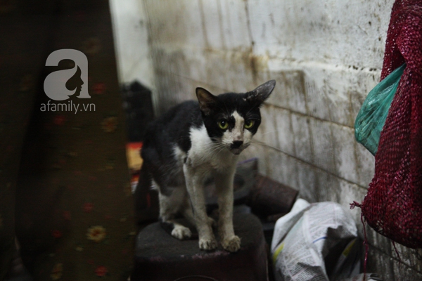 Ghé thăm ngôi nhà của cụ bà cưu mang hơn 50 chú chó, mèo bị bỏ rơi giữa Sài Gòn 13