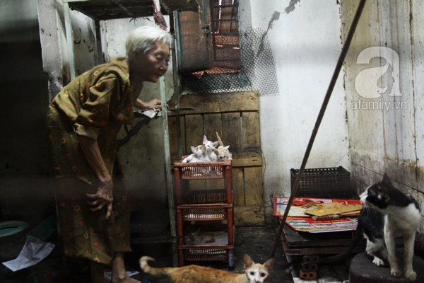 Ghé thăm ngôi nhà của cụ bà cưu mang hơn 50 chú chó, mèo bị bỏ rơi giữa Sài Gòn 10