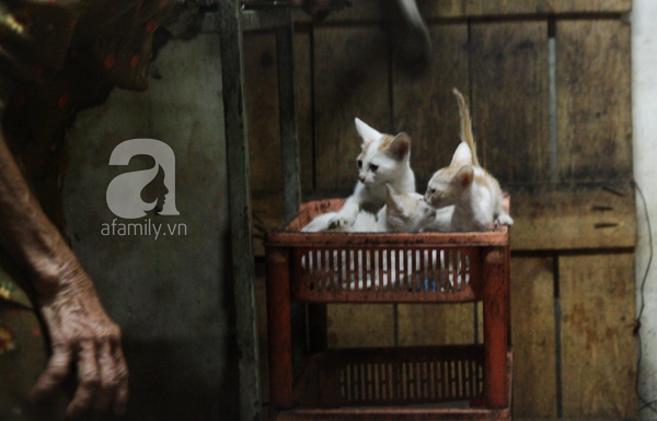 Ghé thăm ngôi nhà của cụ bà cưu mang hơn 50 chú chó, mèo bị bỏ rơi giữa Sài Gòn 11