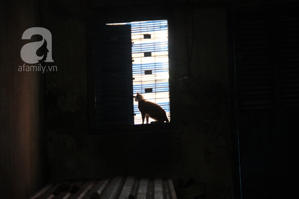 Ghé thăm ngôi nhà của cụ bà cưu mang hơn 50 chú chó, mèo bị bỏ rơi giữa Sài Gòn 17