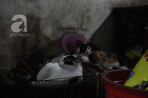 Ghé thăm ngôi nhà của cụ bà cưu mang hơn 50 chú chó, mèo bị bỏ rơi giữa Sài Gòn 26
