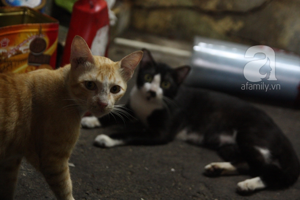 Ghé thăm ngôi nhà của cụ bà cưu mang hơn 50 chú chó, mèo bị bỏ rơi giữa Sài Gòn 28