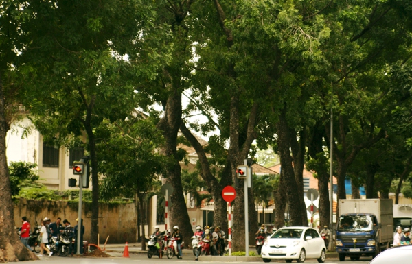 Người Sài Gòn tiếc nuối hàng cây cổ thụ sắp bị đốn hạ trên đường Tôn Đức Thắng 1