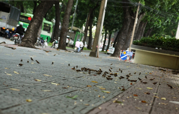 Người Sài Gòn tiếc nuối hàng cây cổ thụ sắp bị đốn hạ trên đường Tôn Đức Thắng 8