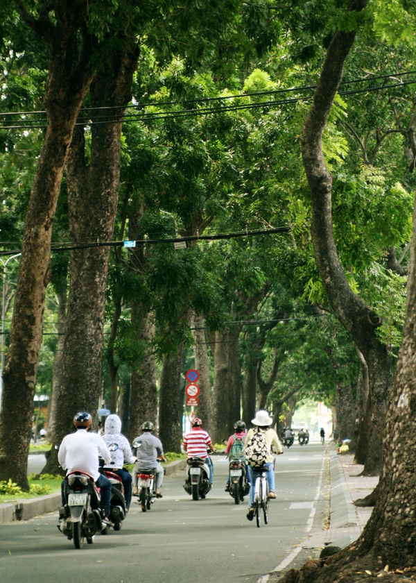Người Sài Gòn tiếc nuối hàng cây cổ thụ sắp bị đốn hạ trên đường Tôn Đức Thắng 10