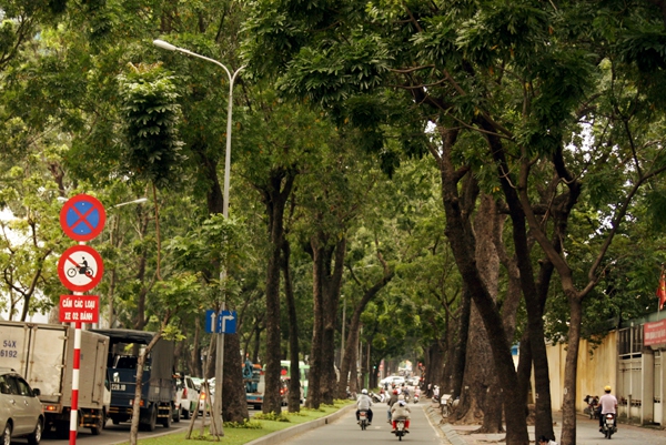 Người Sài Gòn tiếc nuối hàng cây cổ thụ sắp bị đốn hạ trên đường Tôn Đức Thắng 2
