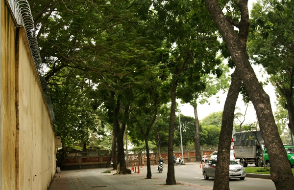 Người Sài Gòn tiếc nuối hàng cây cổ thụ sắp bị đốn hạ trên đường Tôn Đức Thắng 14