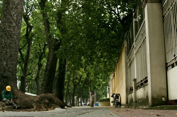 Người Sài Gòn tiếc nuối hàng cây cổ thụ sắp bị đốn hạ trên đường Tôn Đức Thắng 15