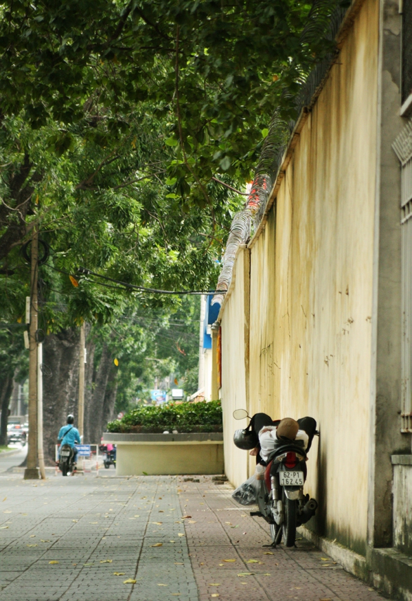 Người Sài Gòn tiếc nuối hàng cây cổ thụ sắp bị đốn hạ trên đường Tôn Đức Thắng 3