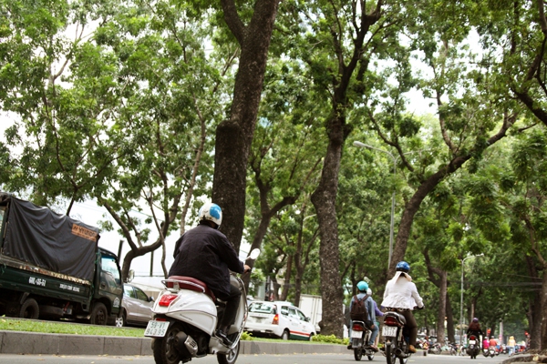 Người Sài Gòn tiếc nuối hàng cây cổ thụ sắp bị đốn hạ trên đường Tôn Đức Thắng 16