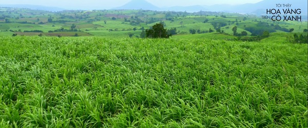 Tôi thấy hoa vàng trên cỏ xanh