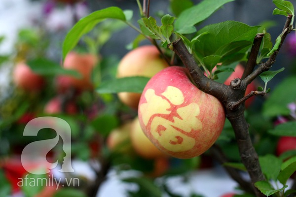 Cận cảnh cây táo Phúc Lộc gây hiếu kỳ ở Hà Nội 1