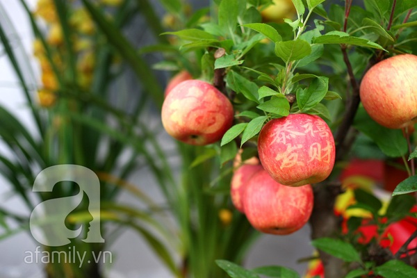 Cận cảnh cây táo Phúc Lộc gây hiếu kỳ ở Hà Nội 2