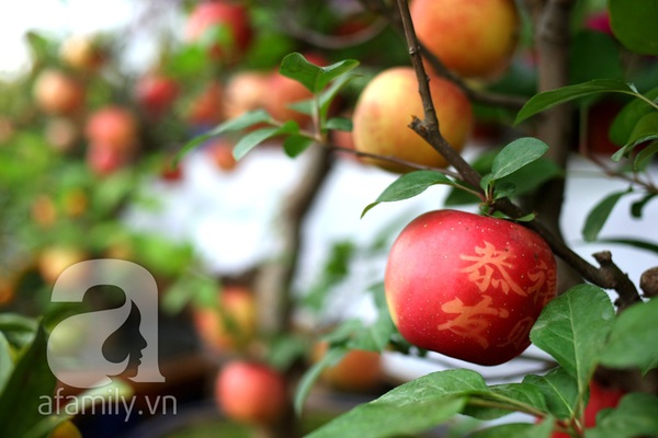 Cận cảnh cây táo Phúc Lộc gây hiếu kỳ ở Hà Nội 4