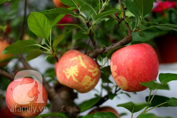 Cận cảnh cây táo Phúc Lộc gây hiếu kỳ ở Hà Nội 5