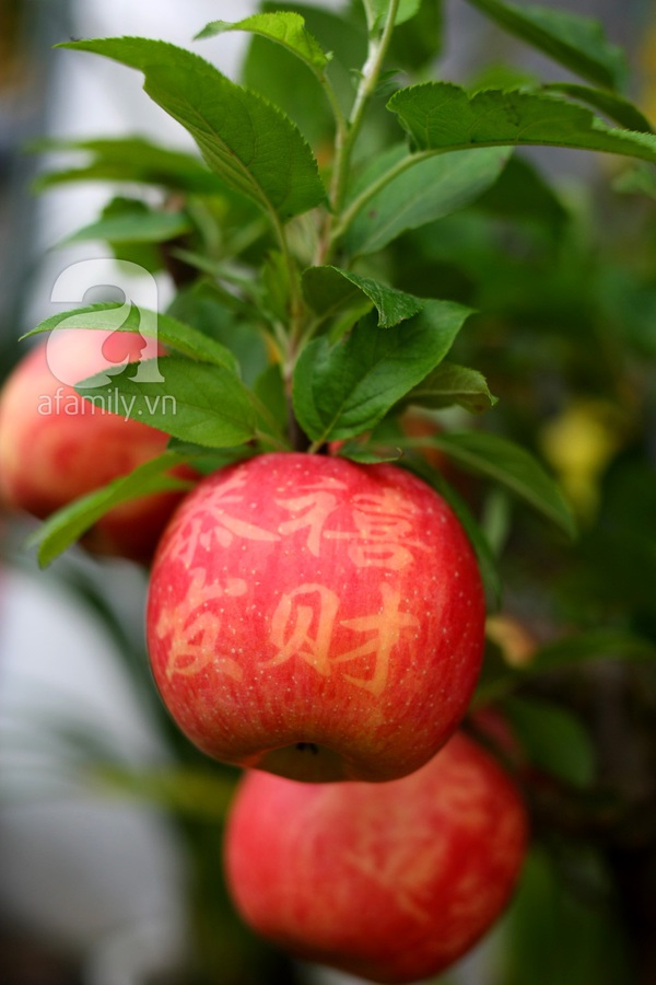 Cận cảnh cây táo Phúc Lộc gây hiếu kỳ ở Hà Nội 6