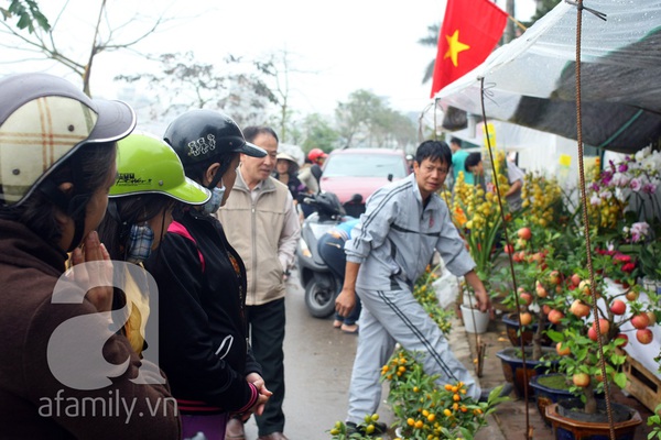 Cận cảnh cây táo Phúc Lộc gây hiếu kỳ ở Hà Nội 13