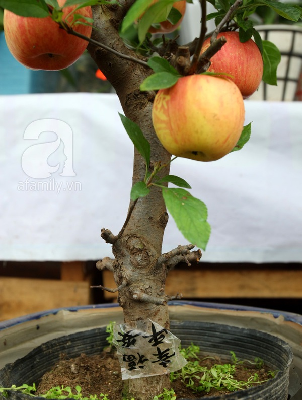 Cận cảnh cây táo Phúc Lộc gây hiếu kỳ ở Hà Nội 12