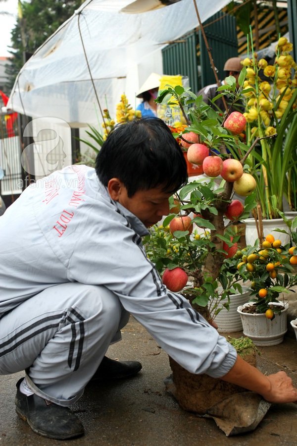 Cận cảnh cây táo Phúc Lộc gây hiếu kỳ ở Hà Nội 7