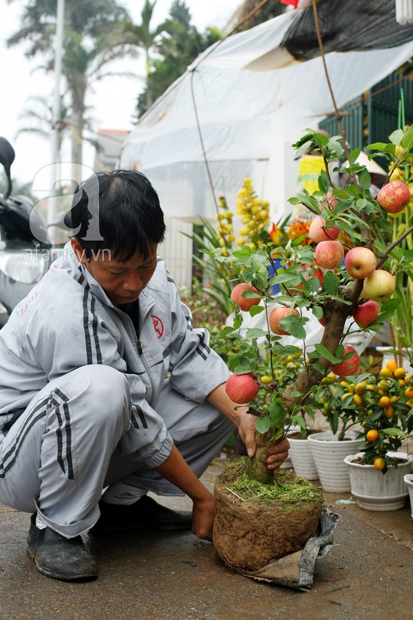 Cận cảnh cây táo Phúc Lộc gây hiếu kỳ ở Hà Nội 11