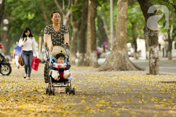 Lãng đãng Hà Nội mùa lá sấu bay 3