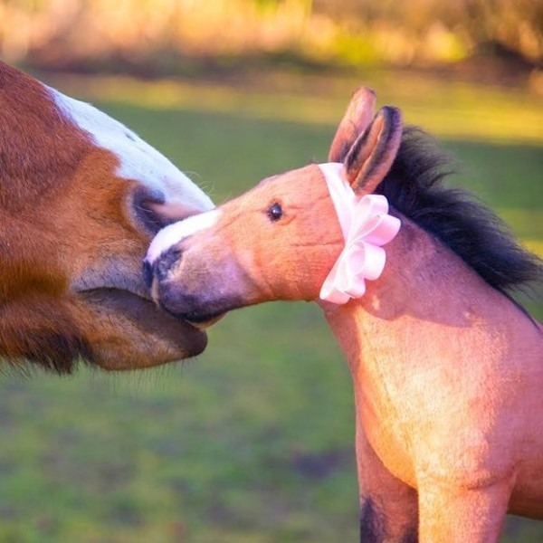 Lạ l&ugrave;ng dịch vụ tưởng nhớ vật cưng 9