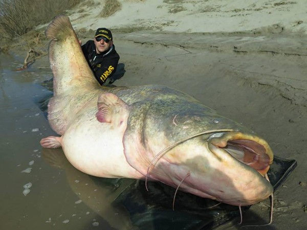 Câu được cá nheo nặng 127kg 2