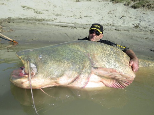 Câu được cá nheo nặng 127kg 1