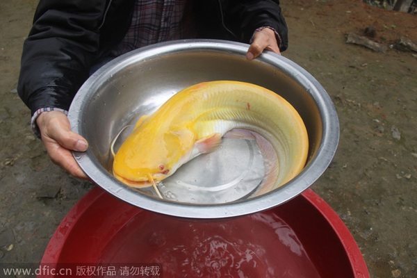 Bắt được cá trê vàng siêu hiếm ở Trung Quốc 1