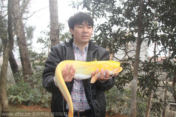 Bắt được cá trê vàng siêu hiếm ở Trung Quốc 2