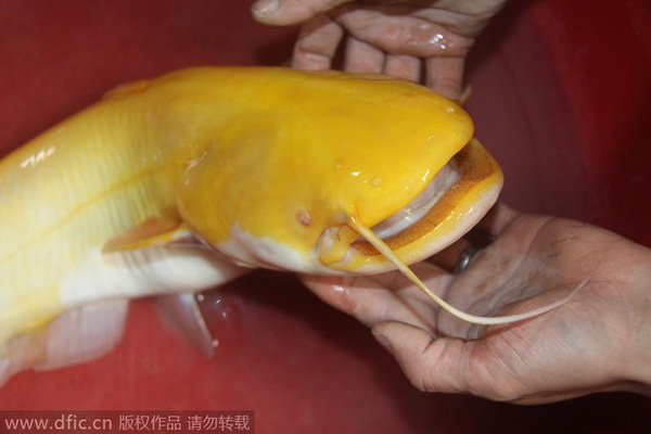 Bắt được cá trê vàng siêu hiếm ở Trung Quốc 3
