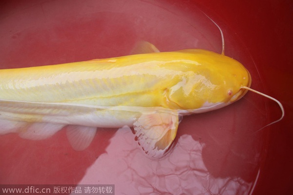 Bắt được cá trê vàng siêu hiếm ở Trung Quốc 4