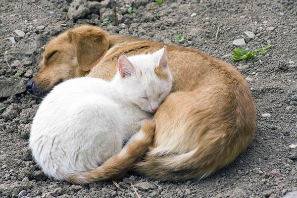 Khi chó với mèo... ôm nhau ngủ 1